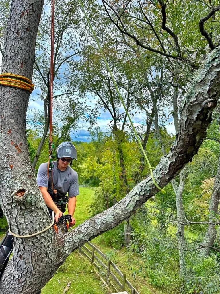 tree trim service