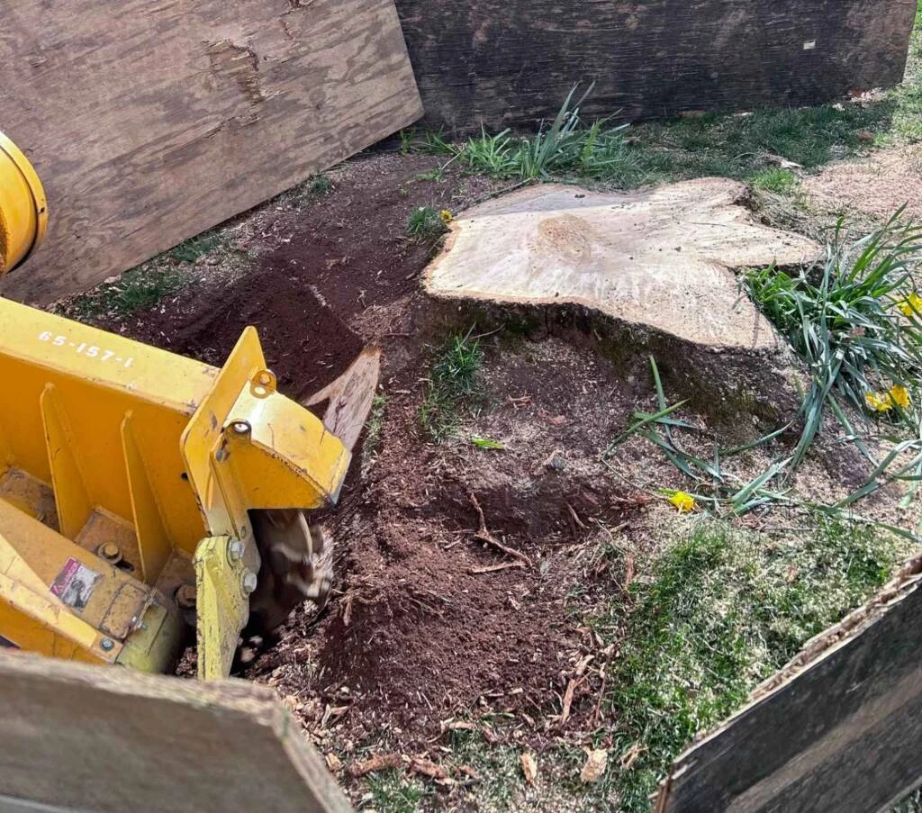 Remove Old Tree Stumps