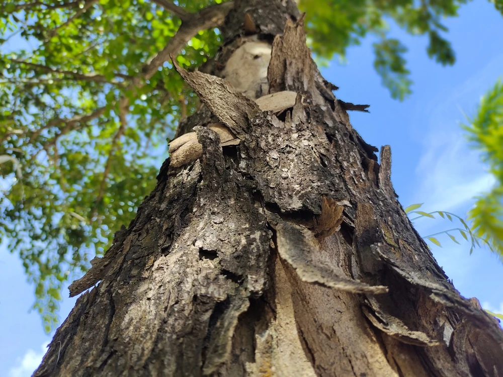 Tree Stressed by Frost Damage