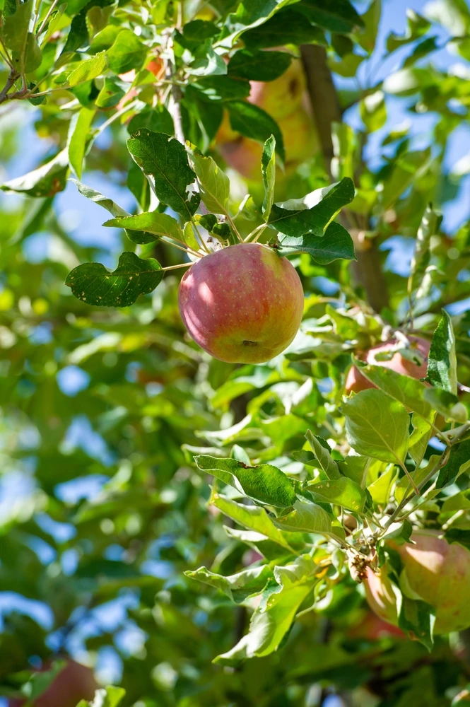 Certified arborists in Warrenton, VA